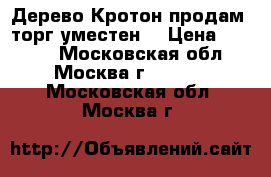 Дерево Кротон продам. торг уместен. › Цена ­ 5 000 - Московская обл., Москва г.  »    . Московская обл.,Москва г.